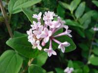 syringa microphylla suberba.JPG